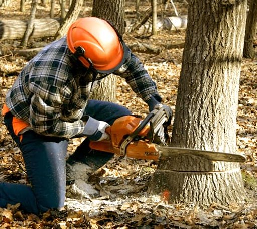 Tree Removal in Hiltons, VA